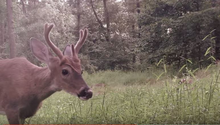 A Food Plot Could Raise Farm Value