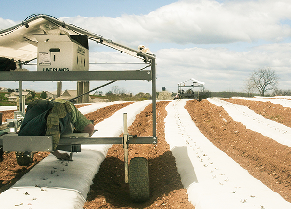 Aging Farmer Extends Career with Picking Assistant