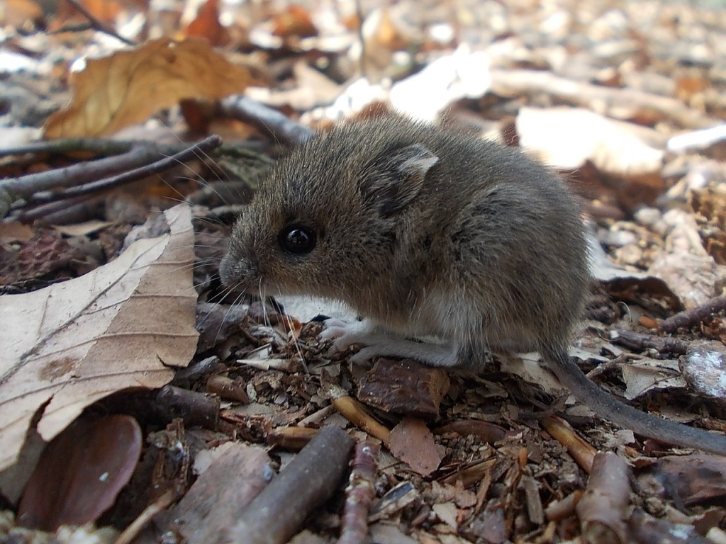 Mice Control in Barn