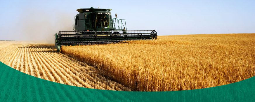 wheat field during harvest