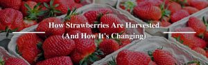 How Strawberries Are Harvested (And How It's Changing)