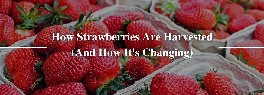 How Strawberries Are Harvested (And How It's Changing)
