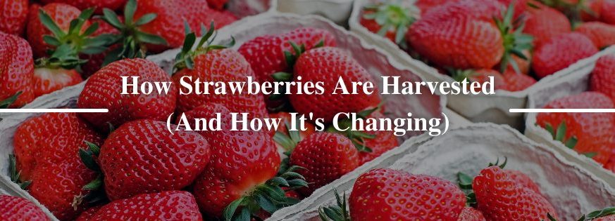 Keep Strawberries Fresh and Delicious with Plant Power