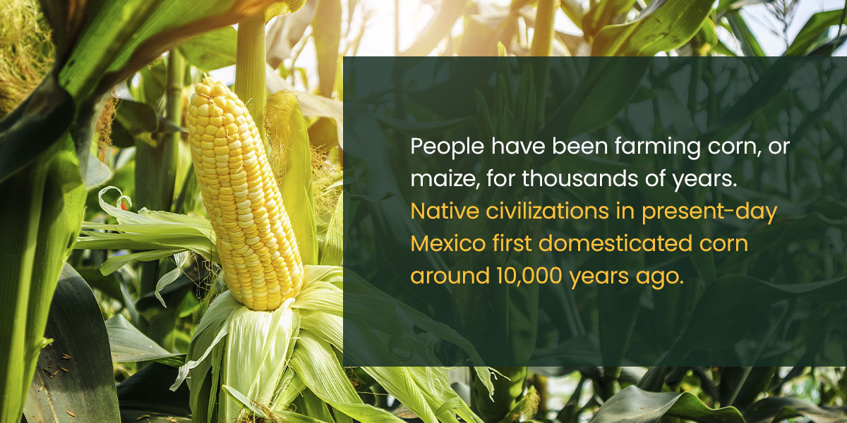 Corn, History, Cultivation, Uses, & Description