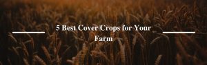 5 Best Cover Crops for Your Farm