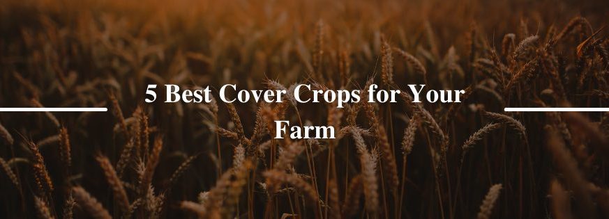 5 Best Cover Crops for Your Farm