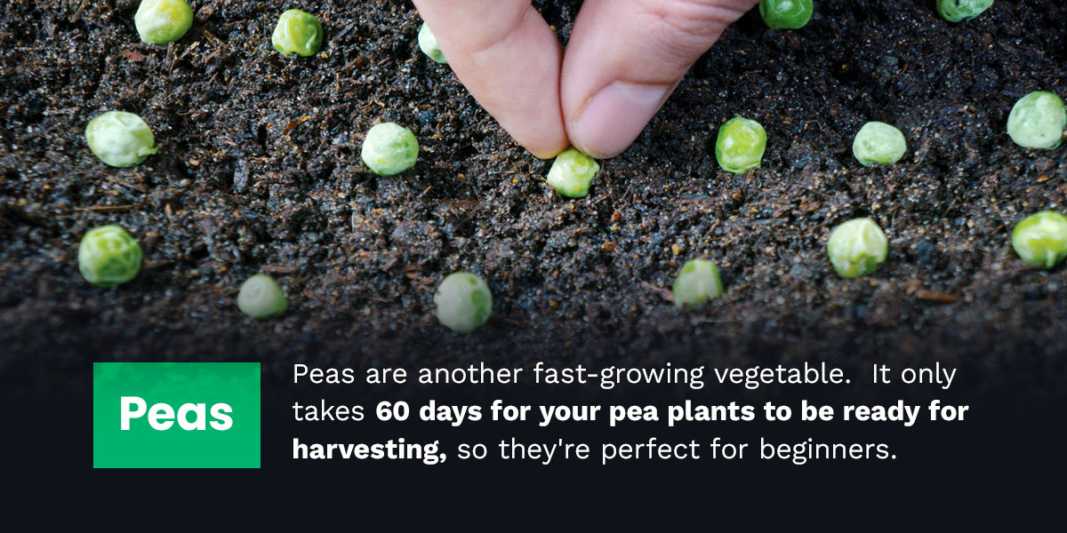 pea plants are perfect for beginners