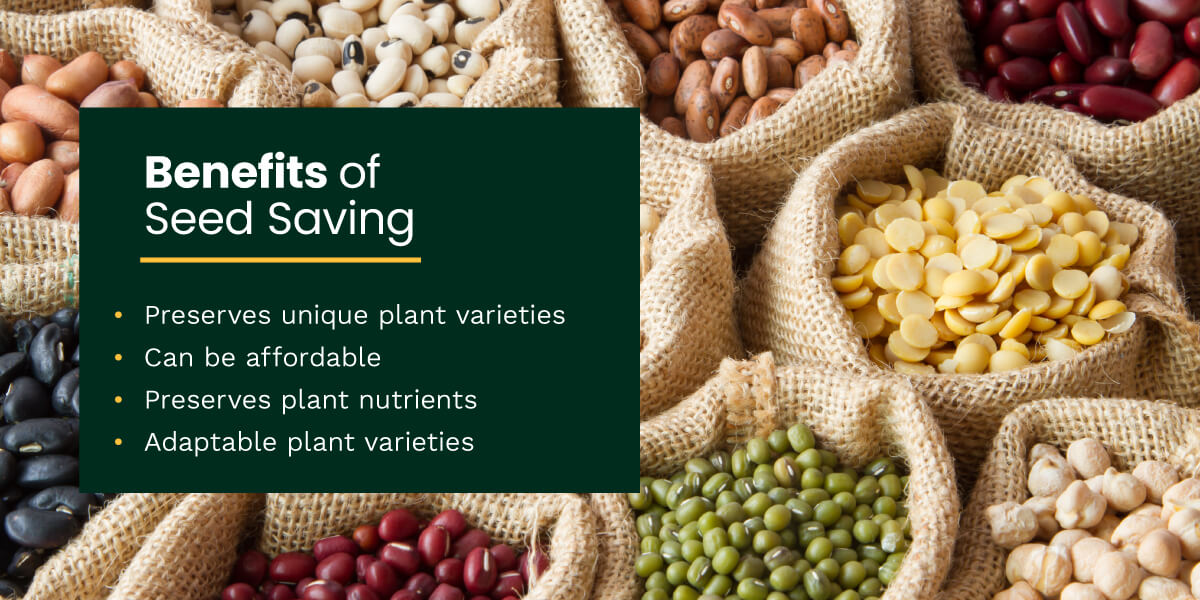 benefits of seed saving