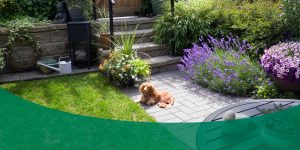 a dog sitting in a garden