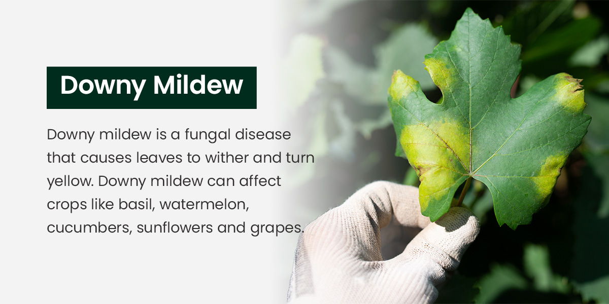 Downy mildew is a fungal disease that causes leaves to wither and turn yellow