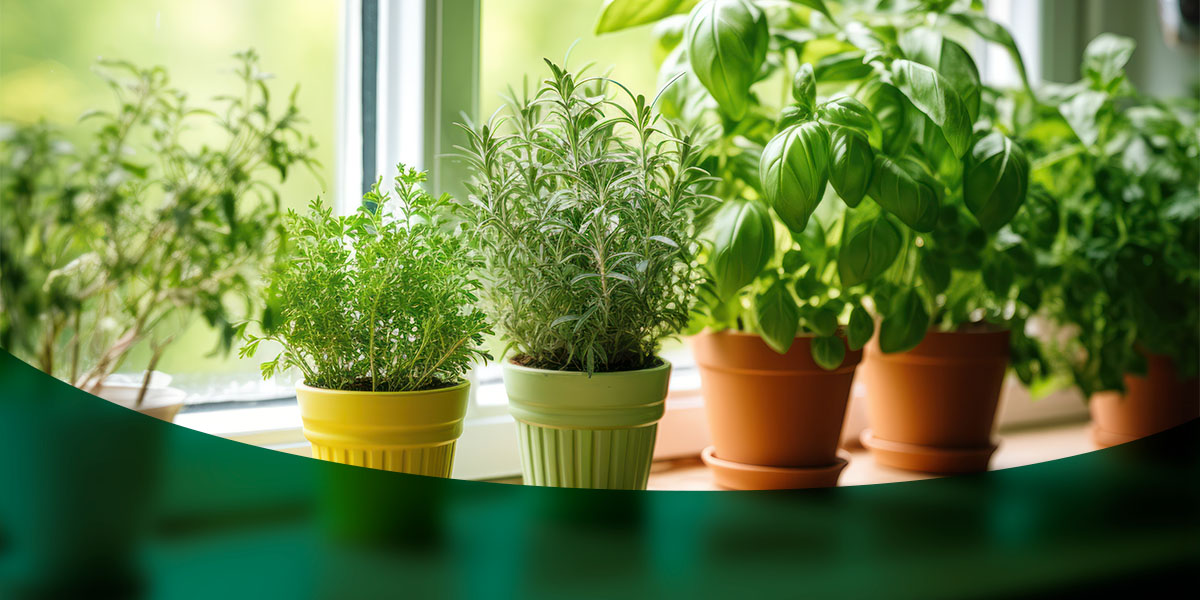 How to Grow an Indoor Herb Garden | CropCare