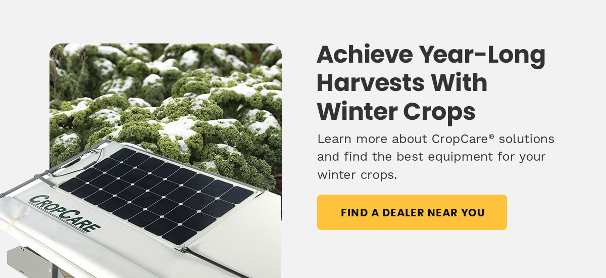 Achieve year-long harvests with winter crops